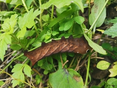 Xylophanes falco