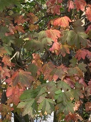 Acer circinatum