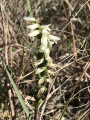 Spiranthes magnicamporum