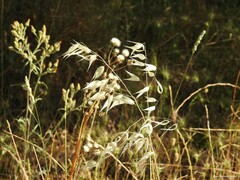 Avena barbata