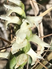 Spiranthes magnicamporum