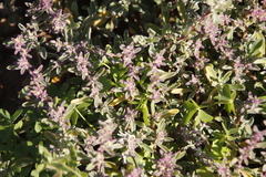 Tetragonia