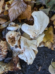 Lactarius pubescens
