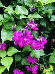 Dipogon lignosus