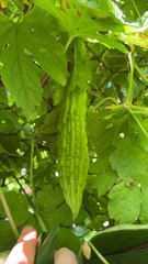 Momordica charantia