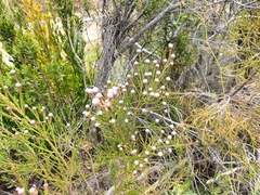 Brunia noduliflora