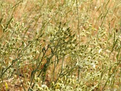 Dactylis glomerata hispanica