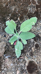 Chenopodium album