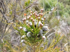 Brunia noduliflora