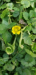 Potentilla reptans