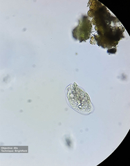 Hypotrichia