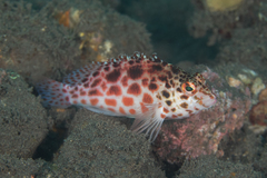 Cirrhitichthys oxycephalus