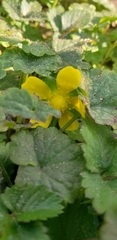 Potentilla reptans