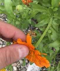 Carpocoris fuscispinus