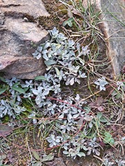 Antennaria parvifolia