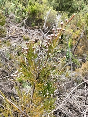 Brunia noduliflora