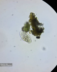 Hypotrichia