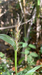 Elymus virginicus
