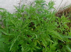 Urtica cannabina