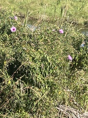 Ipomoea sagittata