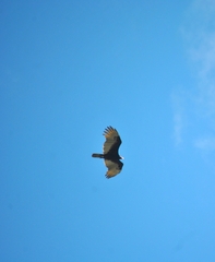 Cathartes aura