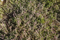 Tetragonia