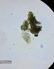 Hypotrichia