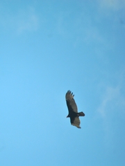 Cathartes aura