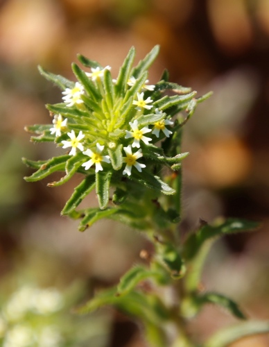 Image of Zaluzianskya parviflora by (c) Tony Rebelo, some rights reserved (CC BY-SA)