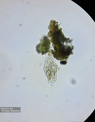 Hypotrichia