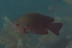 Pomacentrus brachialis