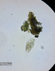 Hypotrichia
