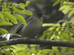Trichothraupis melanops