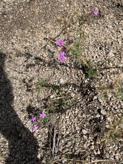 Glandularia wrightii