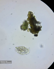 Hypotrichia
