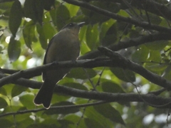 Trichothraupis melanops