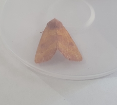 Atethmia centrago