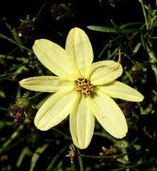 Coreopsis verticillata