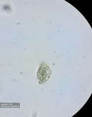 Hypotrichia
