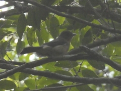 Trichothraupis melanops