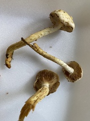 Pholiota terrestris