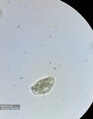 Hypotrichia