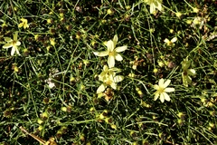 Coreopsis verticillata