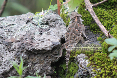 Phrynosoma orbiculare