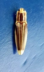 Semiotus ligneus