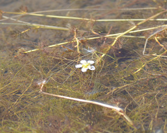 Ranunculus trichophyllus
