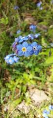 Myosotis sylvatica