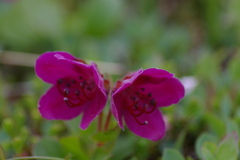 Rhododendron camtschaticum