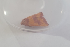 Atethmia centrago