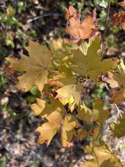 Acer floridanum